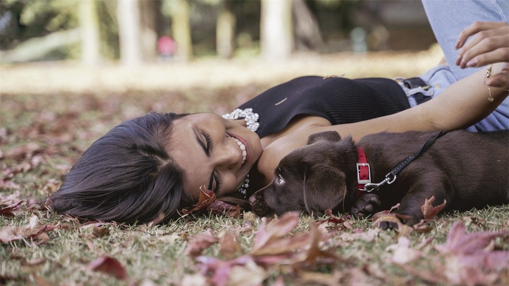 Revolutionizing Pet Care: Sustainable, Natural, and Effective Fallen Leaf Flavored Pet Wipes for Your Furry Friend